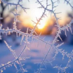 A naplementében csillogó zúzmara borítja a fákat, jégvirágokkal díszítve a tájat, ami a hideg és tisztaság érzetét kelti.