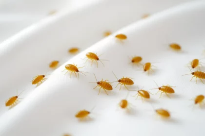 Sárga atkákkal teli fehér textil, jelképezve a mindennapi problémákat.