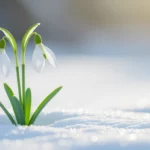 Két hóvirág bontogatja szirmait a hóban, a tavasz hírnöke.