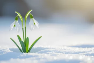 Két hóvirág bontogatja szirmait a hóban, a tavasz hírnöke.