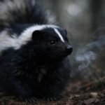 Álombeli büdös borz egy sötét erdőben, jelentőségteljes jelzésként