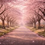 Cseresznyevirágok alatt sétáló nő tavaszi napsütésben