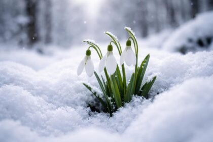 Hóvirág áttör a tiszta, fehér hó alatt a tavasz kezdetén